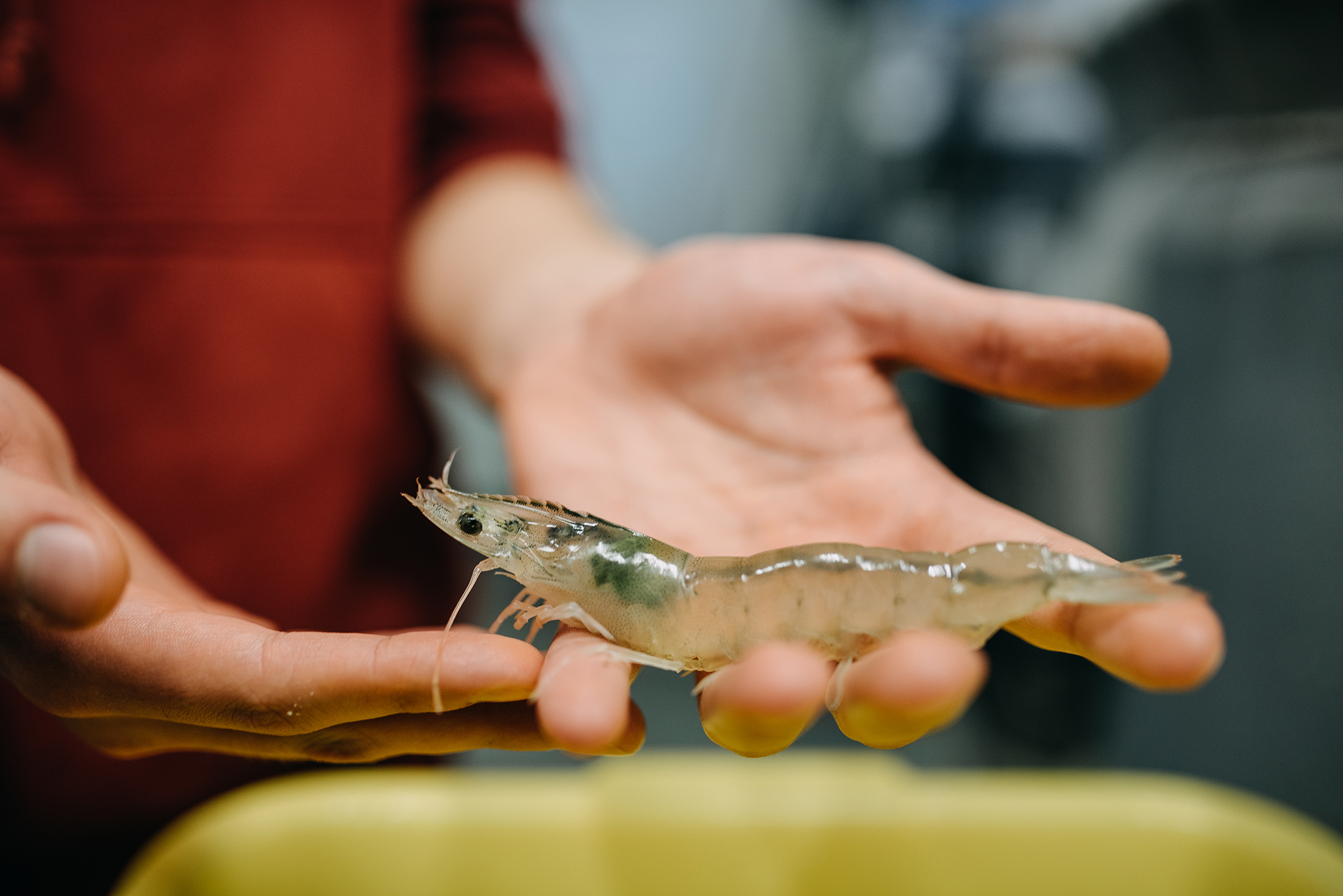 KU mokslininkai augina krevetes naudodami geoterminį vandenį